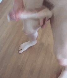 Choking the Chicken 5cc50e7190553.gif