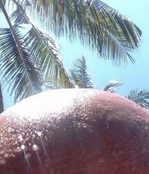 Nutscaping - New Online Trend 5ed97229e1250.jpg
