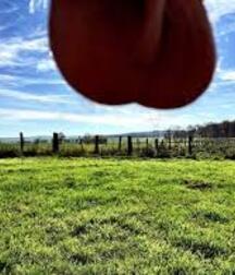 Nutscaping - New Online Trend 5ed9722feac07.jpg