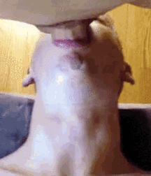 Boys Porn Oral Cocksuckers & Rimmers 5f24e12dc7929.gif