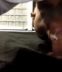 Sucking Big Cocks & Sexy Ones Too - Good For You Boys Porn 607245164e074.gif