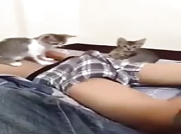 hahahaa gay boy kitten play