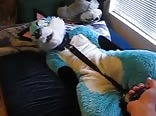 horny fox counting game!
