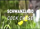 Schwanz Jagd - Vintage Gay Porn Videos